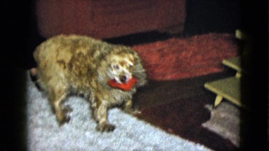 1958: curly-haired brown dog with chew toy walking around living room looking