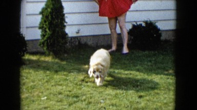 1958: dog plays with its owner on a sunny day on the grass NEVADA