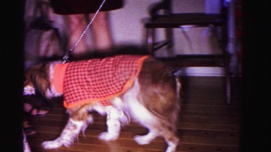 1967: cute dog wearing a sweater happily greets hostess