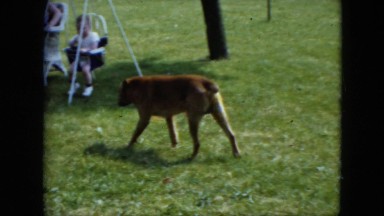 1951: dog pet play fetch throw man love unique cute CLEVELAND, OHIO