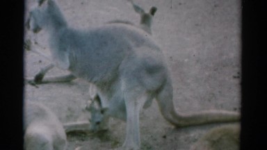 1962: Kangaroos Jump in Open Enclosure at Catskill, New York Zoo