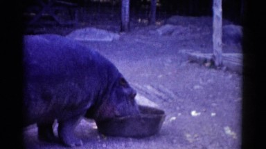 1962: a large animal, perhaps a hippopotamus, easing from a large growl