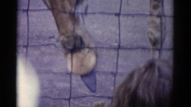 1962: two giraffes stick out their blue tongues to eat a cracker from the hand