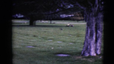1968: an old aged woman with a scarf and glasses carrying flowers passing