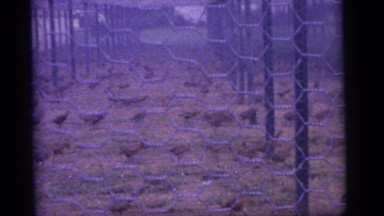 1965: an outdoors chicken farm CAMDEN, NEW JERSEY