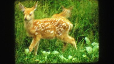 1967: a pair of beautiful deer feeding on the grass in a meadow SOUTH DAKOTA