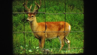 1967: a male deer look straight ahead. SOUTH DAKOTA