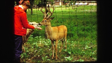 1967: deer feeding caged animal person red shirt SOUTH DAKOTA