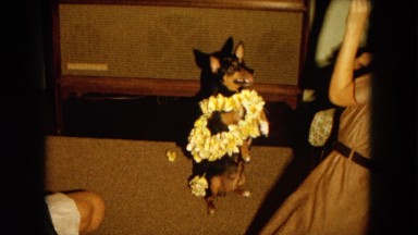 1966: hawaiian dog wearing a lei CALIFORNIA