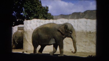 1966: two elephants in zoo enclosure one walking past fake rocks CALIFORNIA