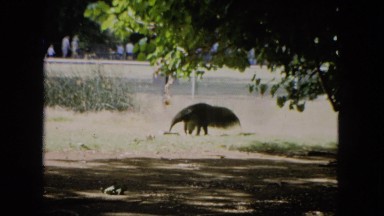1966: anteater at the zoo CALIFORNIA