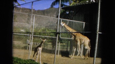 1966: baby giraffe with parents at a zoo CALIFORNIA