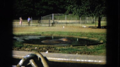 1966: tourists watching white birds in a fenced area CALIFORNIA