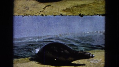 1966: sea lion filmed at the zoo CALIFORNIA