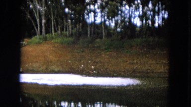 1966: river bank surrounded by forest CALIFORNIA