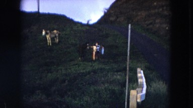 1966: people gathered on a hillside while a quiet horse stands nearby HAWAII