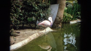 1967: a flamingo stands in an lake grooming his plumage DISNEYLAND, CALIFORNIA