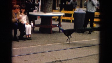 1967: a peacock approaches a man at a sidewalk dining area CALIFORNIA