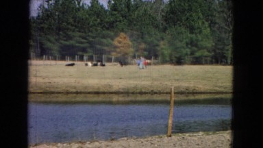 1967: cows relaxing and grazing in a beautiful pasture with a pond ARIZONA