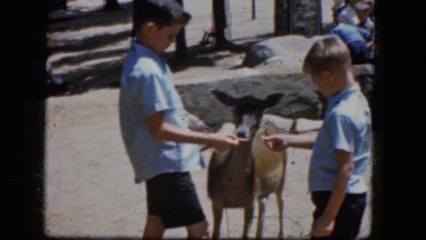 1965: three young boys feed and pet deer CALIFORNIA