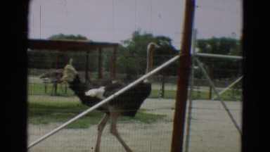 1965: an ostrich walks around in a zoo. OMAHA, NEBRASKA