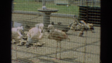 1965: black swan feeding in a zoo lake and flamingos in an enclosure OMAHA