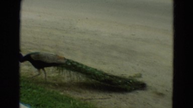 1965: a green peacock from east asia freely roaming an american park OMAHA