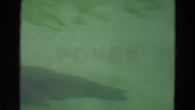 1965: seal at the pool, green water