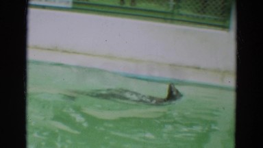 1965: seals in captivity, one swimming in tank with sign indicating fish