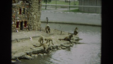 1965: long tail monkeys playing around archeological building while swans swim