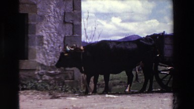 1969: Bulls or Oxen Standing in Front of a Wooden Cart Against a Mountainous Background