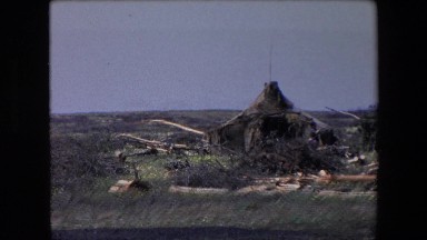 1971: a barren landscape with tree branches and limbs