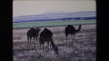 1971: Eight Camels Grazing in a Field Surrounded by Mountains Algeria