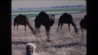1971: camels grazing on the dry grass with a view of a mountain