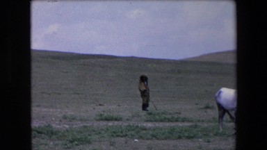 1971: a shepherd is watching intently over a flock of sheep grazing