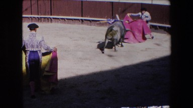 1971: a bull charging and attacking a bull fighter in costume SPAIN