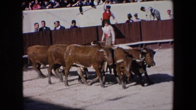 1971: bulls being herded into a stadium before and bull fight SPAIN