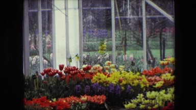 1967: garden scene flowers pretty multi colour AMSTERDAM, NETHERLANDS