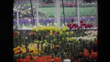 1967: the colorful garden is observed by three young people on a chilly day