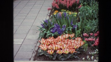 1967: assortment of colorful flowers AMSTERDAM, NETHERLANDS