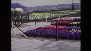 1967: Garden Scene with Flowers and Lush Greenery in Amsterdam, Netherlands