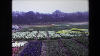 1967: a large, well-ordered multicolored garden by the roadside AMSTERDAM