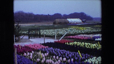1967: a man is servicing a windmill and climbing a ladder, flowers