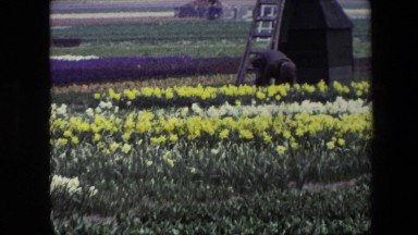 1967: beautiful flower farm and windmill