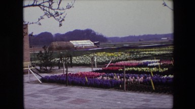1967: A Woman Standing Outdoor Looking Out Over a Vast Arboretum Brussels