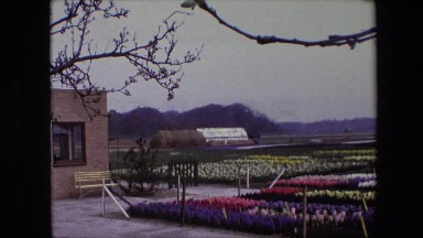 1967: General View of a Flower Plantation and Installations on a Wide Plain