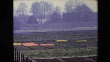 1967: garden scene flowers pretty multi colour view BRUSSELS, BELGIUM