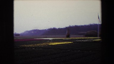 1967: a viewing of various multi-colored perennials