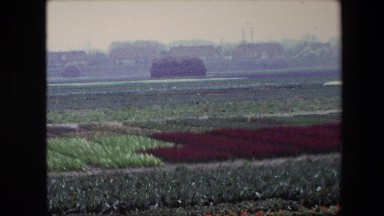 1967: vast agricultural field with lot of crops blossomed BRUSSELS, BELGIUM
