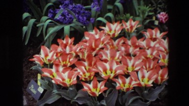 1967: a view of lovely flowers BRUSSELS, BELGIUM